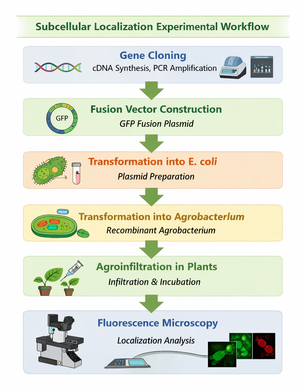 Subcellular localization of GFP-tagged proteins in plant and animal cells